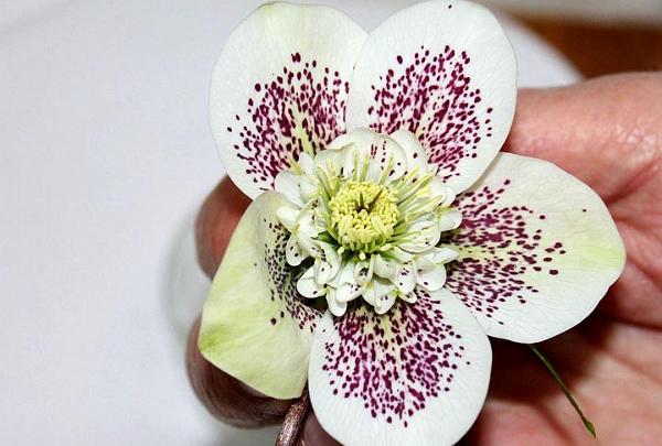 14.  Trish Vickers wins the single flower prize for the night.jpg